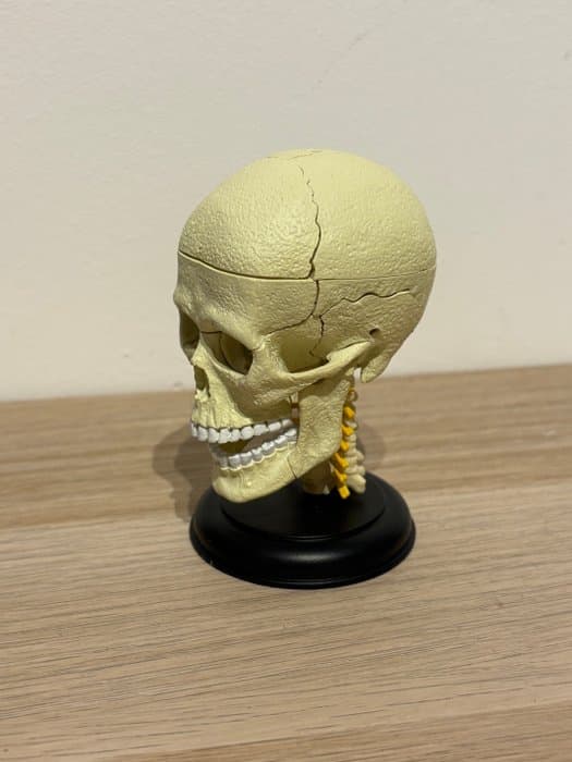 Teaching materials - Plastic - 1980-1990 - Anatomical model